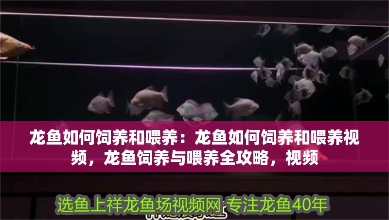 龍魚如何飼養和喂養：龍魚如何飼養和喂養視頻，龍魚飼養與喂養全攻略，視頻 龍魚如何飼養和喂養：龍魚如何飼養和喂養視頻，龍魚飼養與喂養全攻略，視頻 水族問答