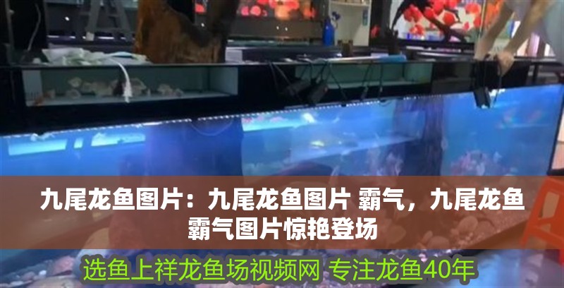 九尾龍魚圖片:九尾龍魚圖片 霸氣,九尾龍魚霸氣圖片驚艷登場 水族問答 九尾龍魚圖片:九尾龍魚圖片 霸氣,九尾龍魚霸氣圖片驚艷登場 九尾龍魚圖片:九尾龍魚圖片 霸氣,九尾龍魚霸氣圖片驚艷登場 水族問答