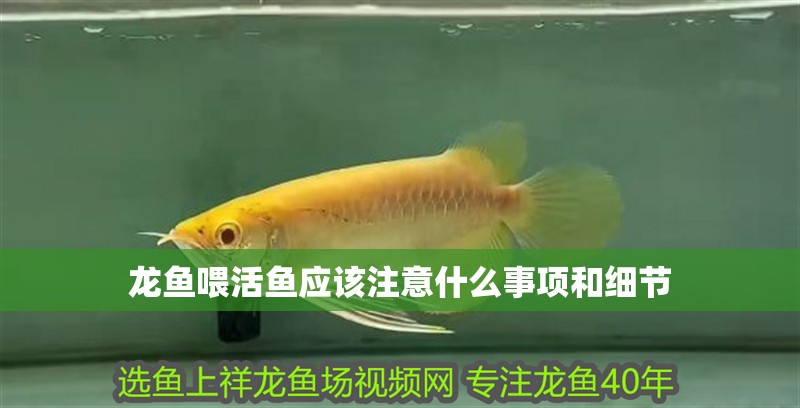 龍魚喂活魚應該注意什么事項和細節 龍魚喂活魚應該注意什么事項和細節 龍魚百科 第2張