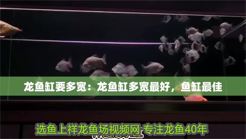 龍魚缸要多寬：龍魚缸多寬最好，魚缸最佳 龍魚缸要多寬：龍魚缸多寬最好，魚缸最佳 水族問答