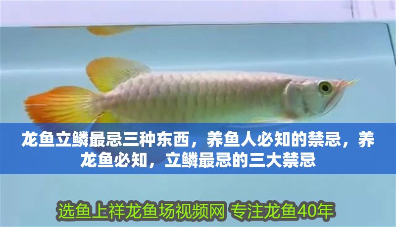 龍魚立鱗最忌三種東西，養魚人必知的禁忌，養龍魚必知，立鱗最忌的三大禁忌