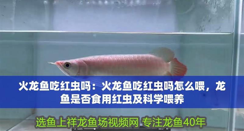 火龍魚吃紅蟲嗎：火龍魚吃紅蟲嗎怎么喂，龍魚是否食用紅蟲及科學喂養(yǎng)