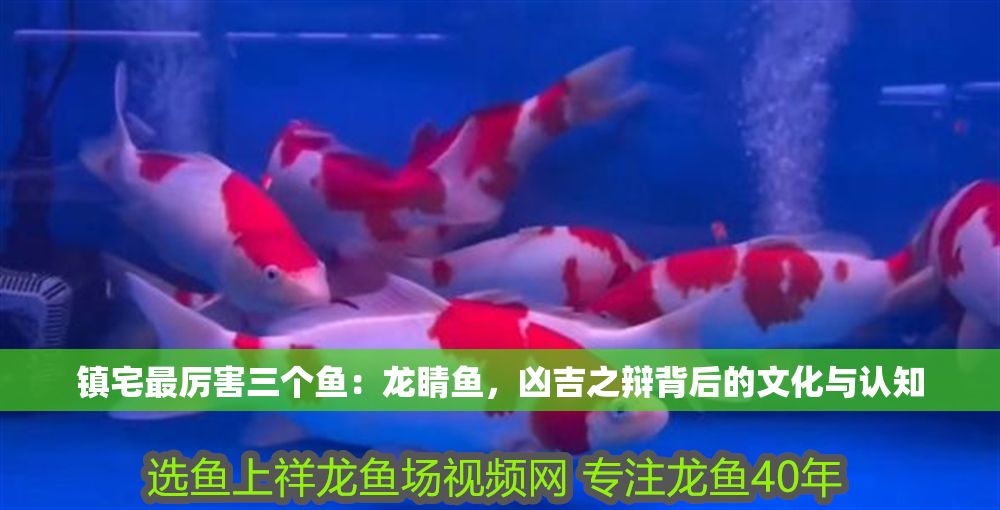 鎮宅最厲害三個魚：龍睛魚，兇吉之辯背后的文化與認知
