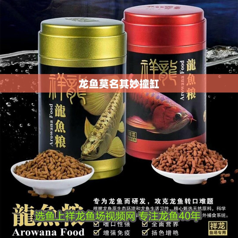 龍魚莫名其妙撞缸