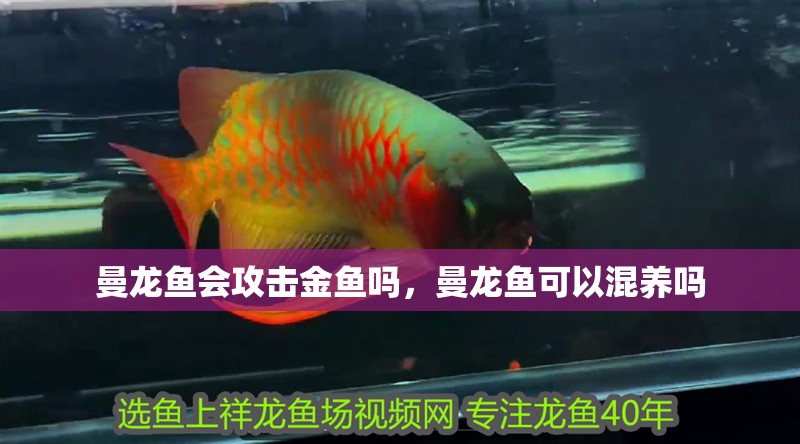 曼龍魚會攻擊金魚嗎，曼龍魚可以混養(yǎng)嗎