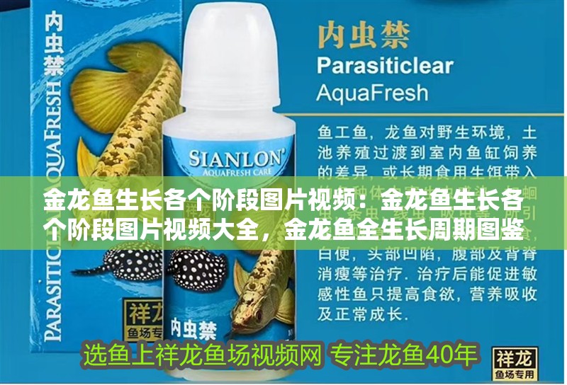 金龍魚生長各個階段圖片視頻：金龍魚生長各個階段圖片視頻大全，金龍魚全生長周期圖鑒，高清圖片與視頻完整 金龍魚生長各個階段圖片視頻：金龍魚生長各個階段圖片視頻大全，金龍魚全生長周期圖鑒，高清圖片與視頻完整 水族問答