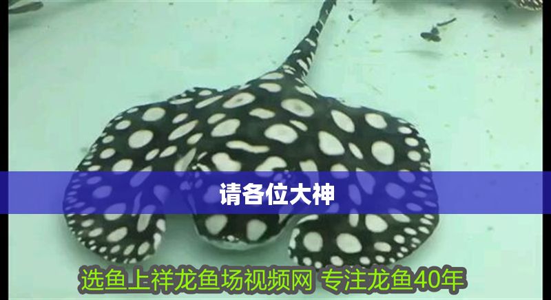 請各位大神 請各位大神 黃金貓魚百科 第1張