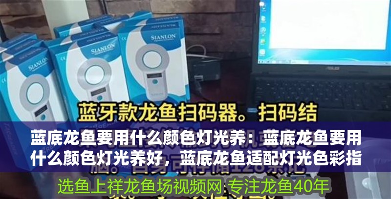 藍(lán)底龍魚要用什么顏色燈光養(yǎng)：藍(lán)底龍魚要用什么顏色燈光養(yǎng)好，藍(lán)底龍魚適配燈光色彩指南，打造最佳觀賞效果