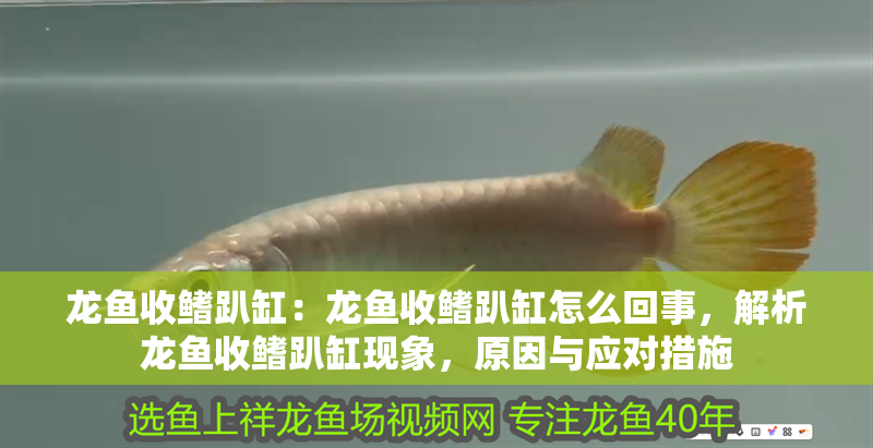 龍魚收鰭趴缸：龍魚收鰭趴缸怎么回事，解析龍魚收鰭趴缸現(xiàn)象，原因與應(yīng)對措施