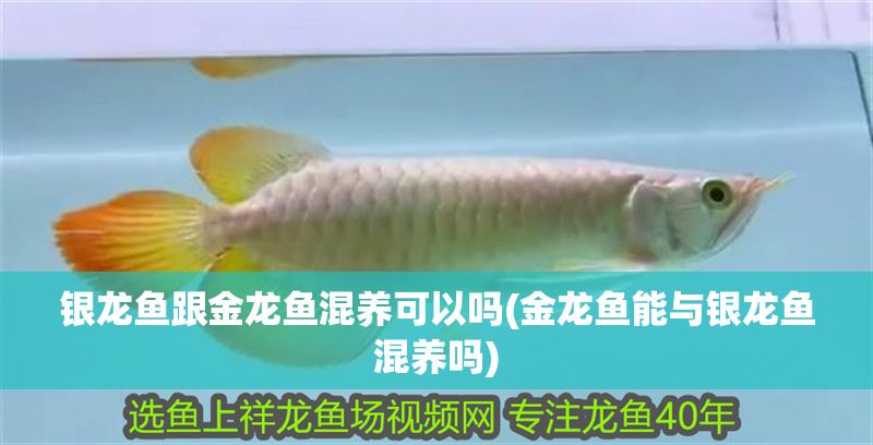 銀龍魚跟金龍魚混養可以嗎(金龍魚能與銀龍魚混養嗎)