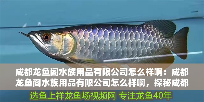 成都龍魚閣水族用品有限公司怎么樣啊：成都龍魚閣水族用品有限公司怎么樣啊，探秘成都龍魚閣水族用品有限公司，實力究竟如何