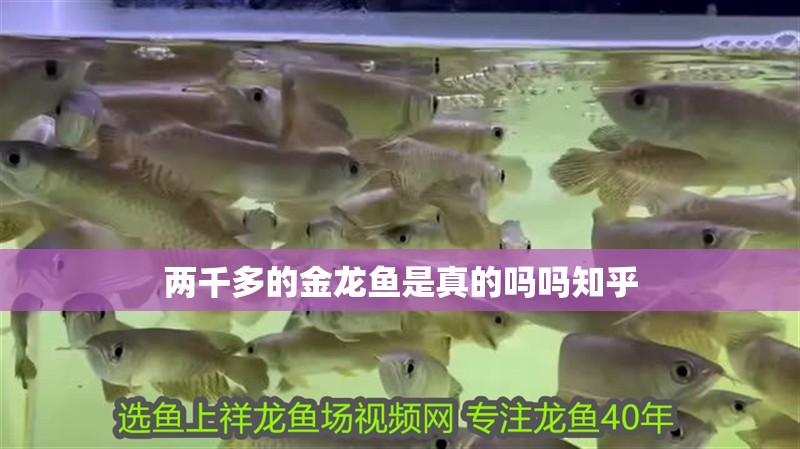 兩千多的金龍魚是真的嗎嗎知乎