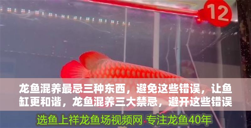 龍魚混養最忌三種東西，避免這些錯誤，讓魚缸更和諧，龍魚混養三大禁忌，避開這些錯誤，打造和諧魚缸 龍魚混養最忌三種東西，避免這些錯誤，讓魚缸更和諧，龍魚混養三大禁忌，避開這些錯誤，打造和諧魚缸 龍魚百科 第1張