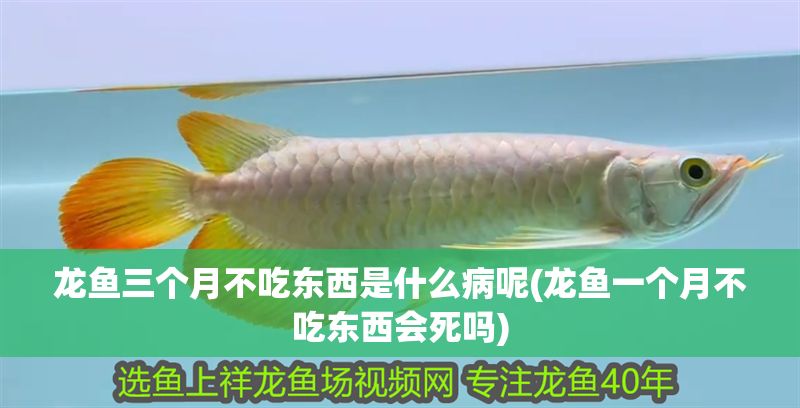 龍魚三個月不吃東西是什么病呢(龍魚一個月不吃東西會死嗎)