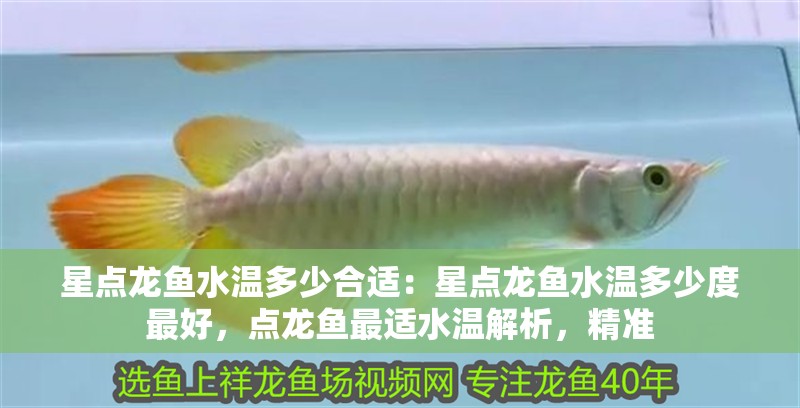 星點龍魚水溫多少合適：星點龍魚水溫多少度最好，點龍魚最適水溫解析，精準