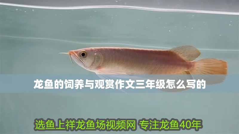 龍魚的飼養(yǎng)與觀賞作文三年級怎么寫的