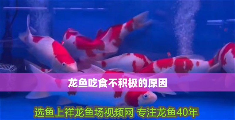 龍魚吃食不積極的原因