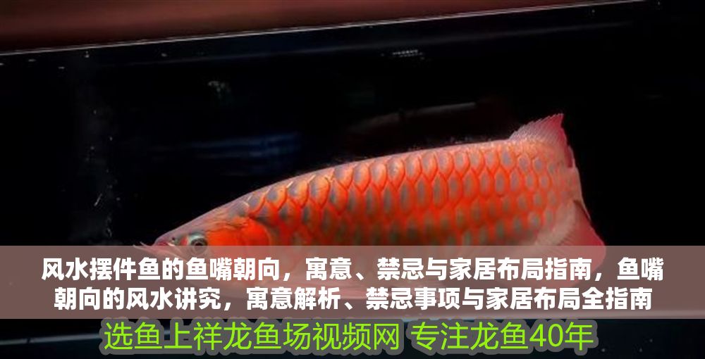 風水擺件魚的魚嘴朝向，寓意、禁忌與家居布局指南，魚嘴朝向的風水講究，寓意解析、禁忌事項與家居布局全指南