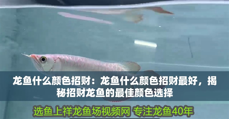 龍魚什么顏色招財：龍魚什么顏色招財最好，揭秘招財龍魚的最佳顏色選擇 龍魚什么顏色招財：龍魚什么顏色招財最好，揭秘招財龍魚的最佳顏色選擇 水族問答