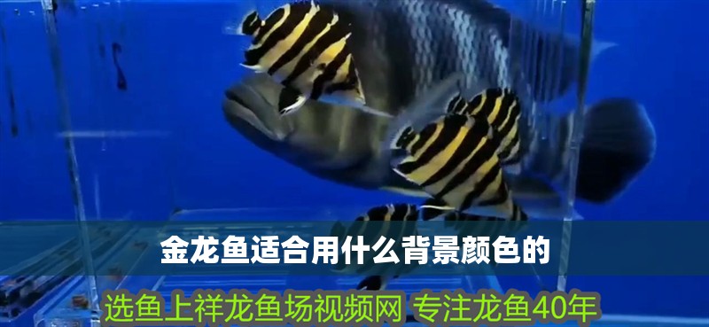 金龍魚適合用什么背景顏色的