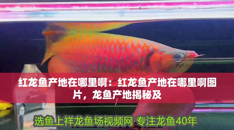紅龍魚產地在哪里啊：紅龍魚產地在哪里啊圖片，龍魚產地揭秘及
