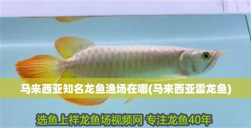 馬來西亞知名龍魚漁場在哪(馬來西亞雷龍魚)