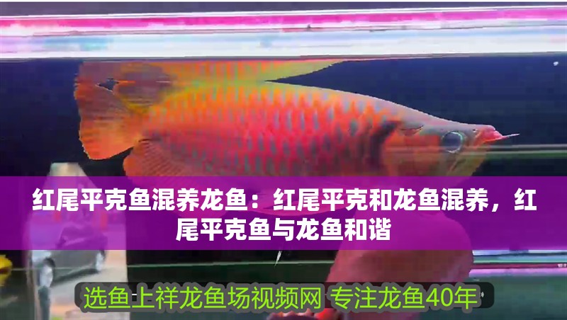 紅尾平克魚混養龍魚：紅尾平克和龍魚混養，紅尾平克魚與龍魚和諧