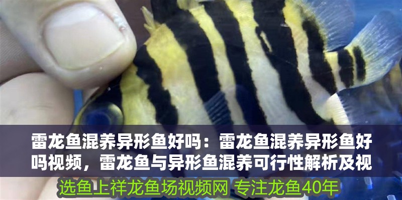 雷龍魚混養(yǎng)異形魚好嗎：雷龍魚混養(yǎng)異形魚好嗎視頻，雷龍魚與異形魚混養(yǎng)可行性解析及視頻指南