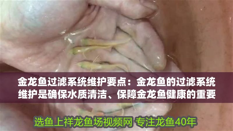 金龍魚過濾系統維護要點:金龍魚的過濾系統維護是確保水質清潔、保障金龍魚健康的重要環節 金龍魚百科 第2張 金龍魚過濾系統維護要點:金龍魚的過濾系統維護是確保水質清潔、保障金龍魚健康的重要環節 金龍魚過濾系統維護要點:金龍魚的過濾系統維護是確保水質清潔、保障金龍魚健康的重要環節 金龍魚百科 第2張