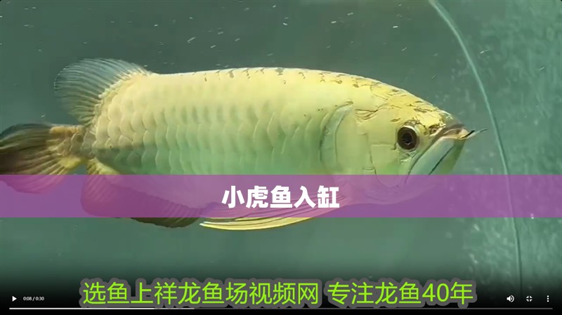小虎魚入缸