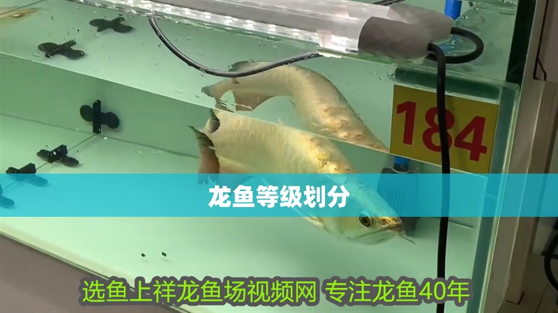 龍魚等級劃分