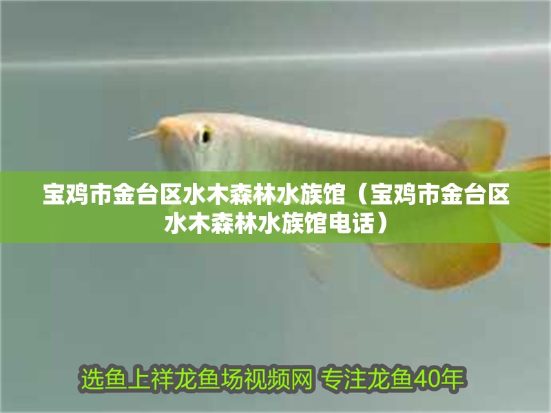 寶雞市金臺區(qū)水木森林水族館（寶雞市金臺區(qū)水木森林水族館電話）