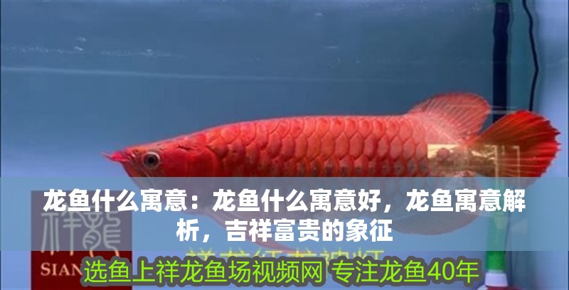 龍魚什么寓意：龍魚什么寓意好，龍魚寓意解析，吉祥富貴的象征