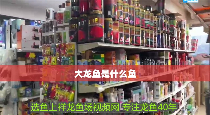 大龍魚是什么魚
