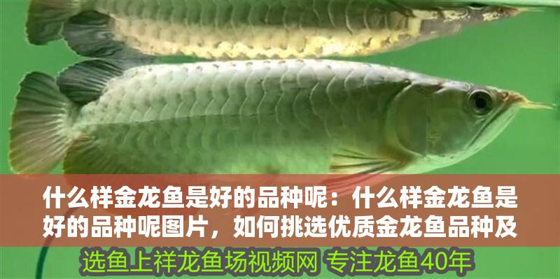 什么樣金龍魚是好的品種呢：什么樣金龍魚是好的品種呢圖片，如何挑選優質金龍魚品種及鑒賞