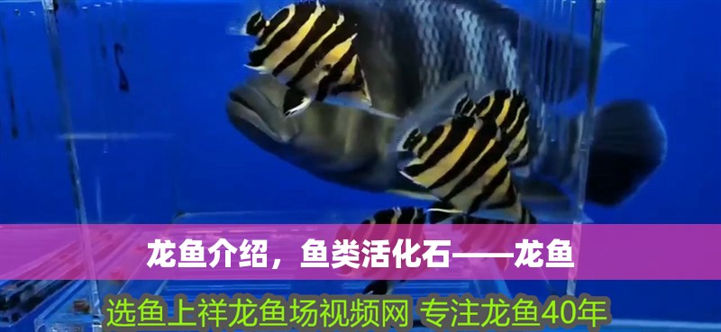 龍魚介紹，魚類活化石——龍魚