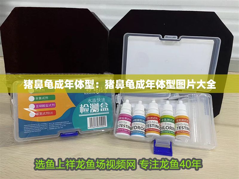 豬鼻龜成年體型：豬鼻龜成年體型圖片大全