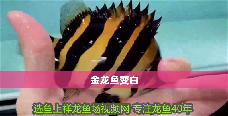 金龍魚變白