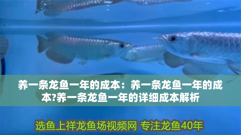養一條龍魚一年的成本：養一條龍魚一年的成本?養一條龍魚一年的詳細成本解析