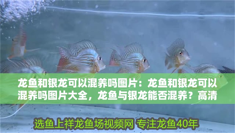 龍魚和銀龍可以混養嗎圖片：龍魚和銀龍可以混養嗎圖片大全，龍魚與銀龍能否混養？高清圖片全解析 龍魚和銀龍可以混養嗎圖片：龍魚和銀龍可以混養嗎圖片大全，龍魚與銀龍能否混養？高清圖片全解析 水族問答