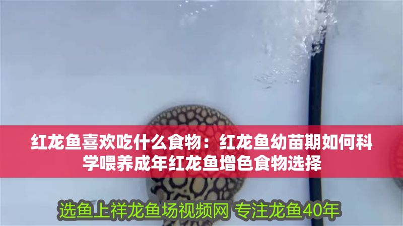 紅龍魚喜歡吃什么食物：紅龍魚幼苗期如何科學喂養成年紅龍魚增色食物選擇 紅龍魚喜歡吃什么食物：紅龍魚幼苗期如何科學喂養成年紅龍魚增色食物選擇 紅龍魚百科 第1張