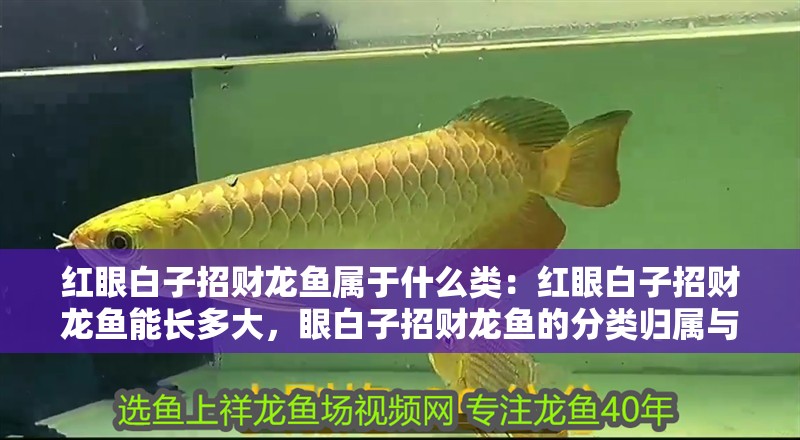 紅眼白子招財龍魚屬于什么類：紅眼白子招財龍魚能長多大，眼白子招財龍魚的分類歸屬與體長極限