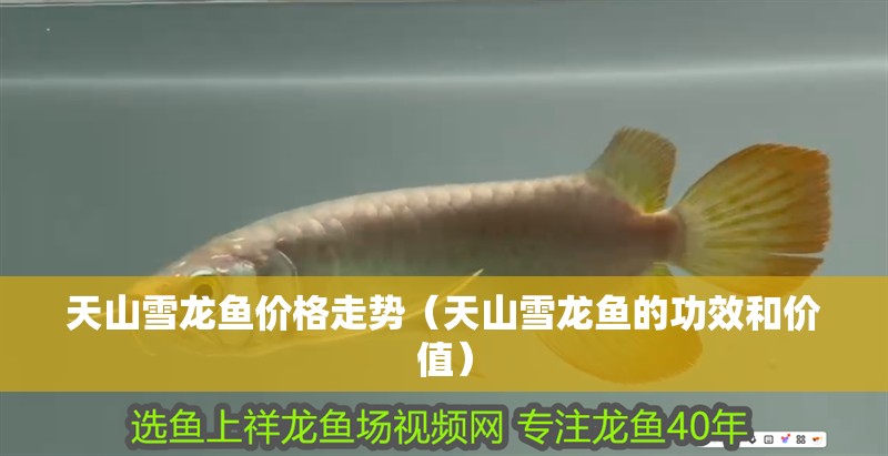 <strong><mark>天山</mark></strong>雪龍魚價格走勢（<strong><mark>天山</mark></strong>雪龍魚的功效和價值）