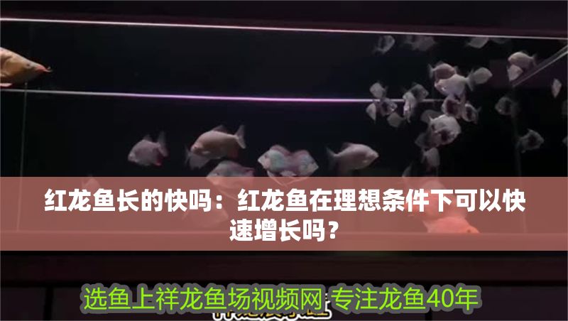 紅龍魚長的快嗎：紅龍魚在理想條件下可以快速增長嗎？ 紅龍魚長的快嗎：紅龍魚在理想條件下可以快速增長嗎？ 紅龍魚百科 第1張