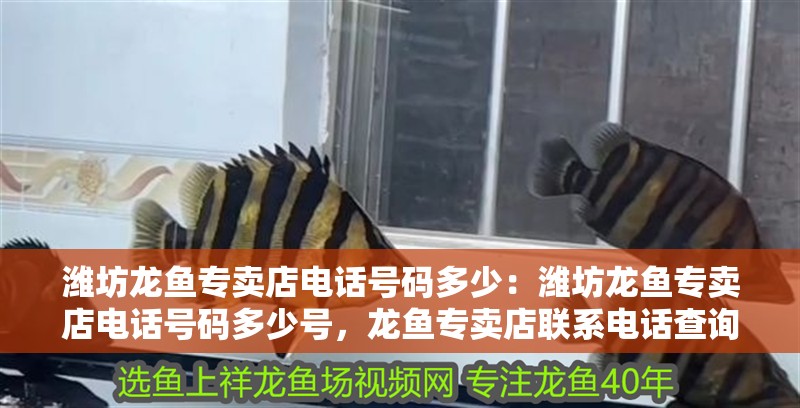 濰坊龍魚專賣店電話號(hào)碼多少：濰坊龍魚專賣店電話號(hào)碼多少號(hào)，龍魚專賣店聯(lián)系電話查詢
