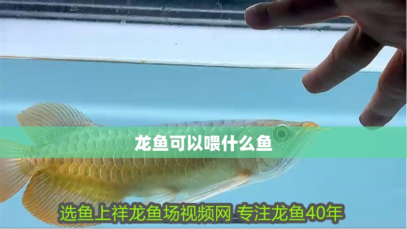 龍魚(yú)可以喂什么魚(yú)