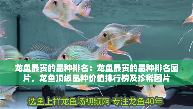 龍魚最貴的品種排名：龍魚最貴的品種排名圖片，龍魚頂級品種價值排行榜及珍稀圖片 龍魚最貴的品種排名：龍魚最貴的品種排名圖片，龍魚頂級品種價值排行榜及珍稀圖片 水族問答