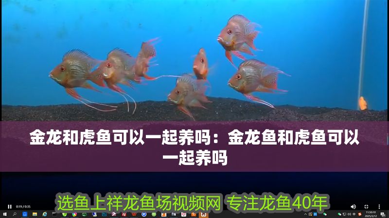 金龍和虎魚可以一起養嗎：金龍魚和虎魚可以一起養嗎 金龍和虎魚可以一起養嗎：金龍魚和虎魚可以一起養嗎 虎魚百科 第2張