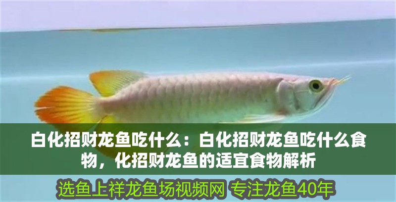 白化招財龍魚吃什么：白化招財龍魚吃什么食物，化招財龍魚的適宜食物解析