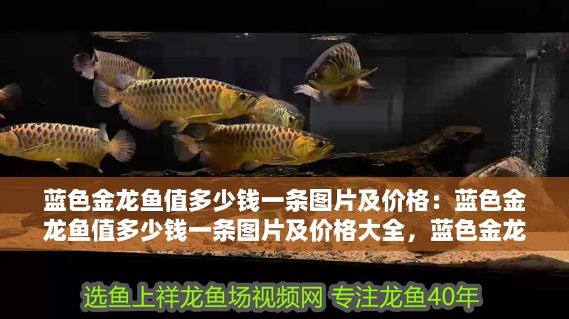 藍色金龍魚值多少錢一條圖片及價格：藍色金龍魚值多少錢一條圖片及價格大全，藍色金龍魚價格全解析，圖片與市場行情一覽 藍色金龍魚值多少錢一條圖片及價格：藍色金龍魚值多少錢一條圖片及價格大全，藍色金龍魚價格全解析，圖片與市場行情一覽 水族問答